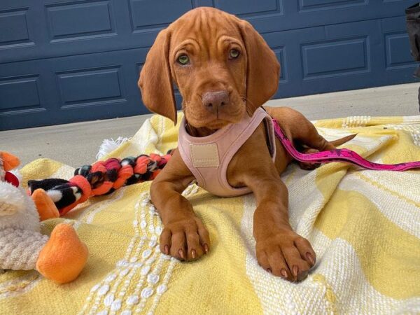 wirehaired vizsla puppies for sale