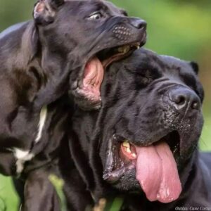 Cane Corso Puppies For Sale Near Me